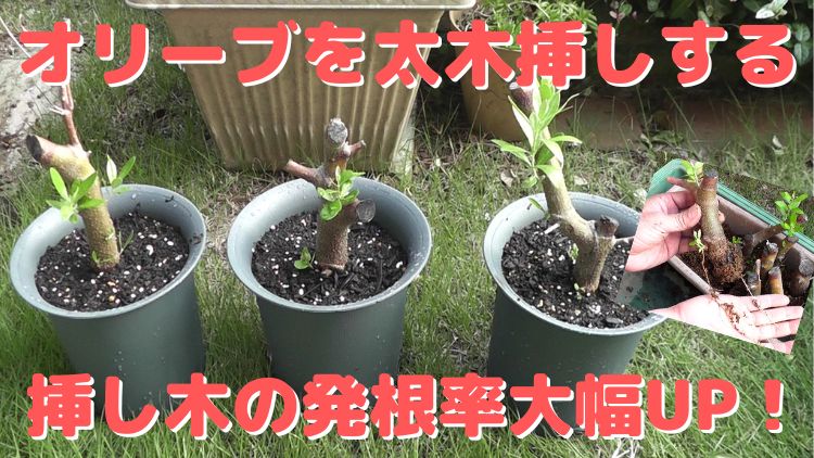 枯れかけたオリーブの木を太い枝で挿し木する太木挿しで増やす方法 