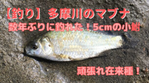 釣り 多摩川の小鮒 生存 繁殖を確認