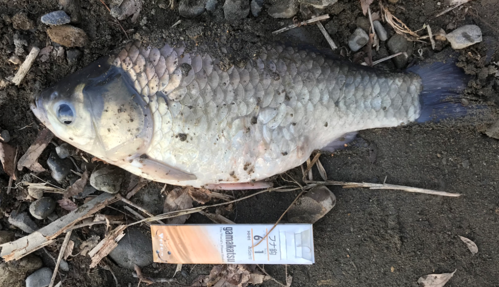 釣り くじら池でのヘラブナ釣り 多摩川の砂利穴