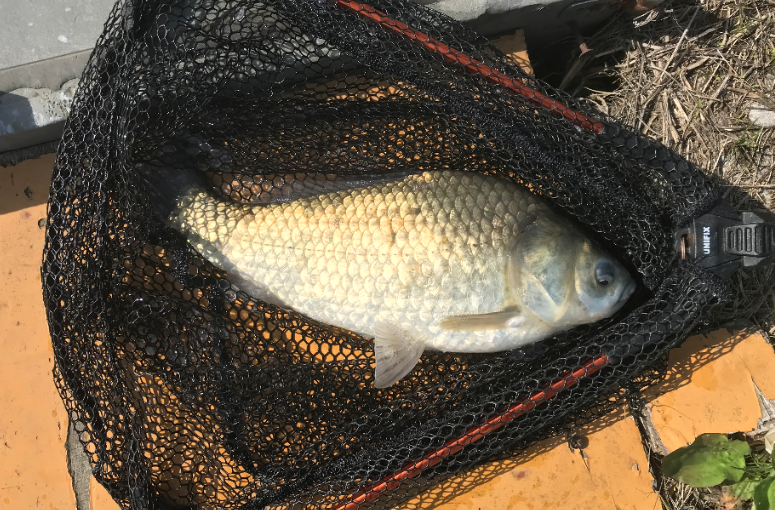 釣り くじら池でのヘラブナ釣り 多摩川の砂利穴