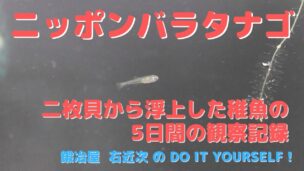 ニッポンバラタナゴの稚魚が二枚貝から浮上　稚魚の成長を観察