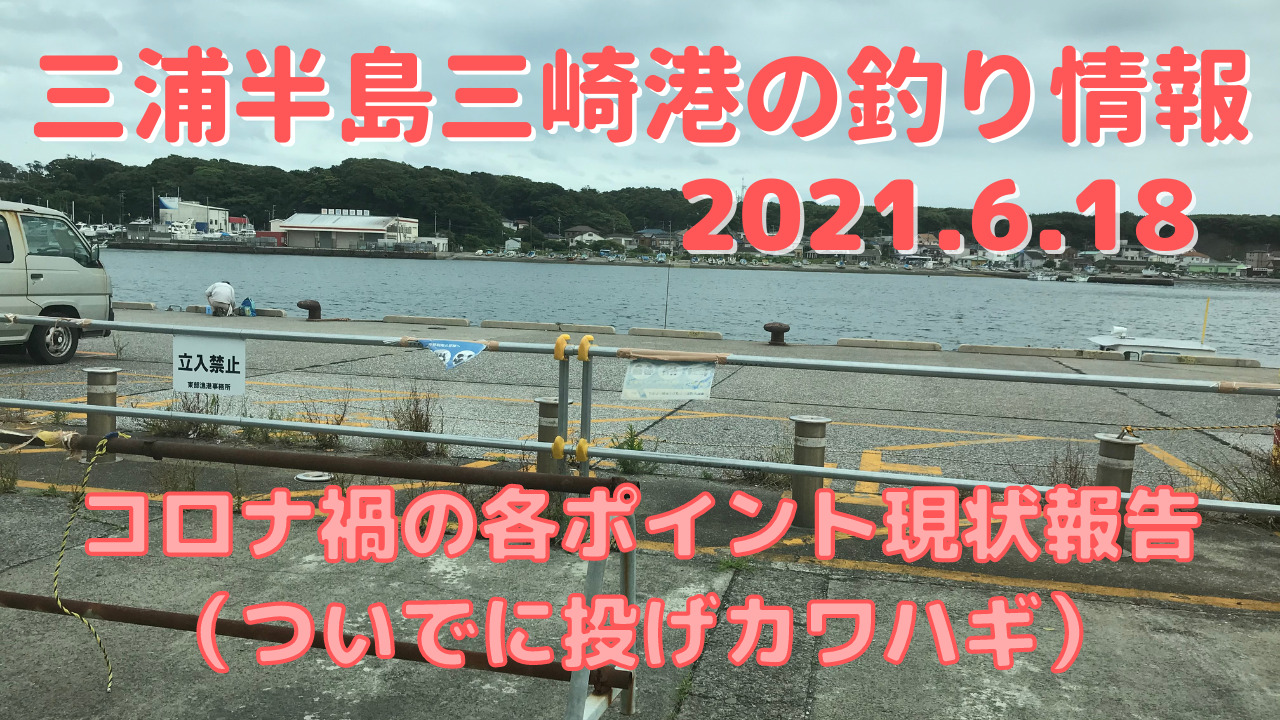 釣り コロナ禍の三崎港情報と投げカワハギ 21 6 18