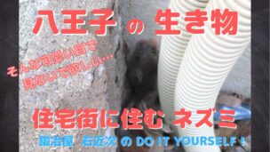 八王子の生き物　住宅街のネズミ－追い出しと天然のネズミ除け対策