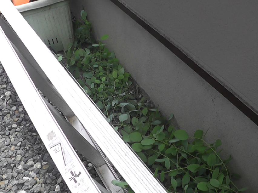 住宅街の庭先で発見したネズミの帰巣防止対策はハーブ　ユーカリの葉