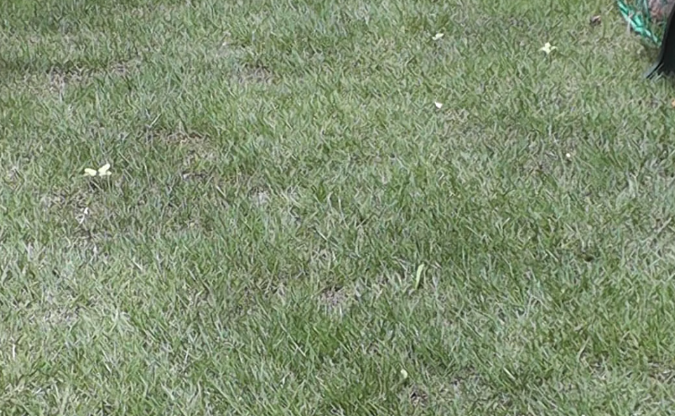 6月の芝生の様子　中央の床土の固いエリアは芝生が地を這って寝そべっています。