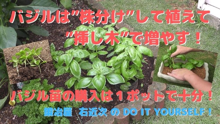 ガーデニング バジルの苗を株分けと挿し木で効果的に増やす