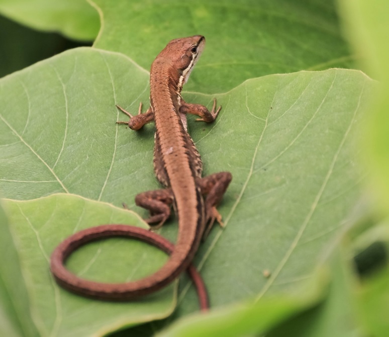 八王子の生き物 ニホントカゲは珍しい カナヘビとの違い