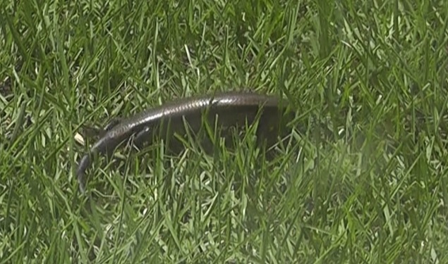 八王子の生き物 ニホントカゲは珍しい カナヘビとの違い