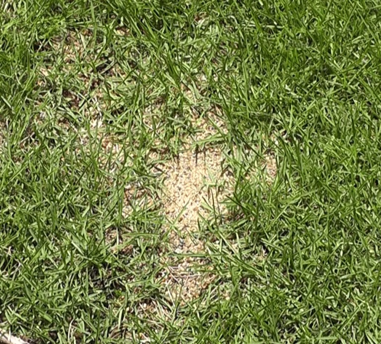 芝生 目土の効果 目砂との違い おすすめの配合材は発酵牛糞