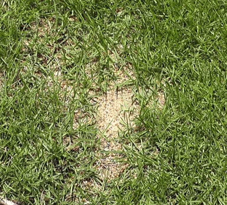 芝生のハゲ部分で固まってしまった目砂