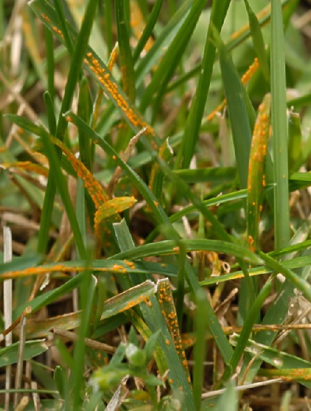 芝生に発生するさび病　触ると黄色・橙色の粉が付く