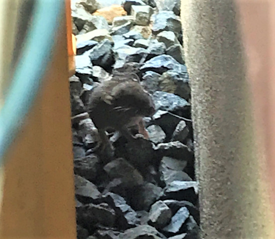 住宅街の庭先で発見したネズミは隠れているつもりで丸見え