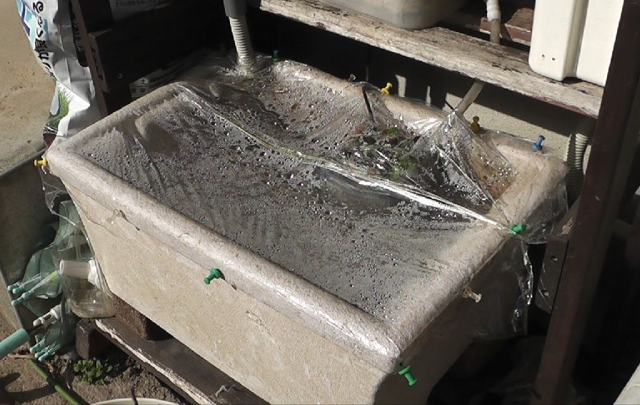 メダカビオトープの越冬は冬支度にラップをかけて放置