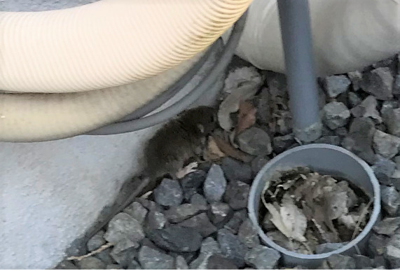 住宅街の庭先で発見したネズミの逃走