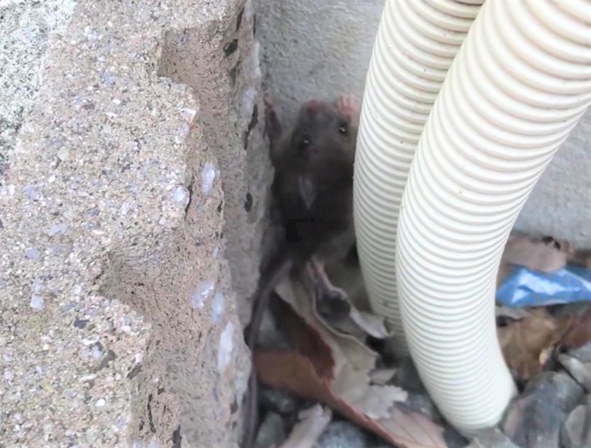 住宅街の庭先で発見したネズミ　逃走して物陰に隠れている