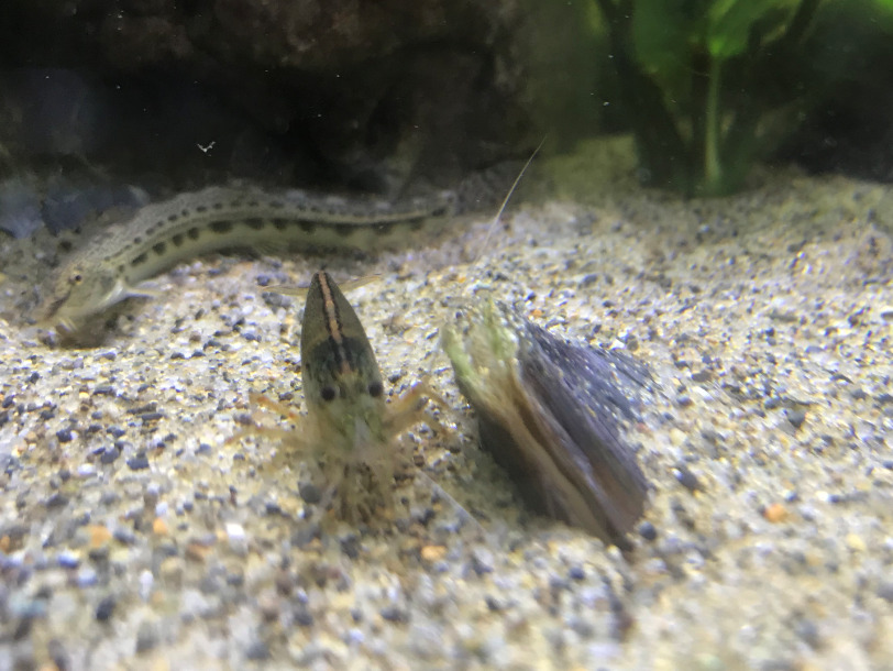 アクアリウム タナゴの繁殖 稚魚 二枚貝飼育用サテライト水槽