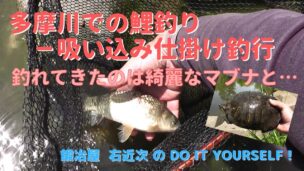 釣り 吸い込み仕掛けの鯉釣りで外来種 多摩川拝島橋付近