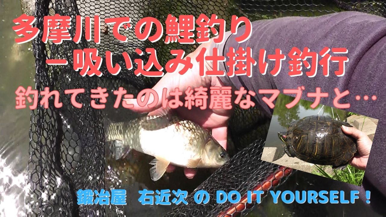 釣り 吸い込み仕掛けの鯉釣りで外来種 多摩川拝島橋付近