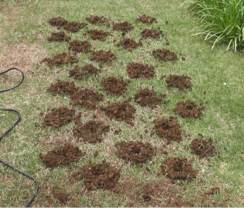 芝生からドリルエアレーションで掻き出された床土は砕かれて芝生に散らばります