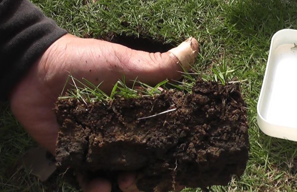 ターフカッターで剥がした芝生は厚み5cmほどで上半分は目土混じり、下半分は固い粘土質