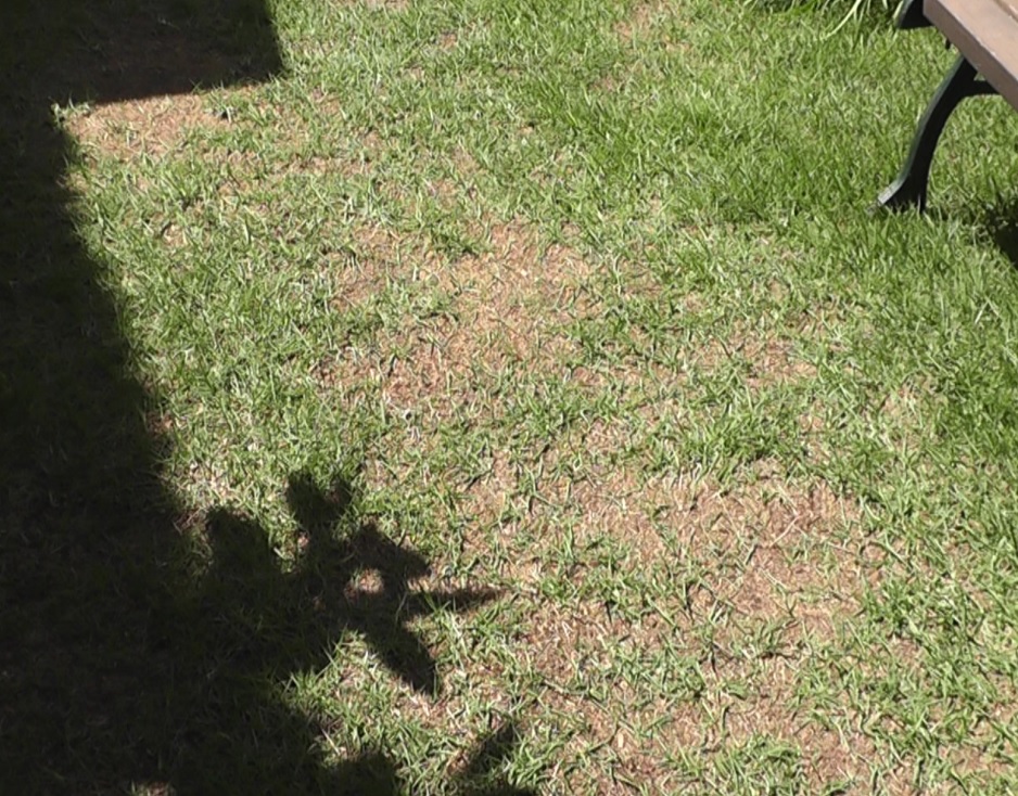 芝生の中央エリアは床土が踏み固められて生育状態があまりよくない