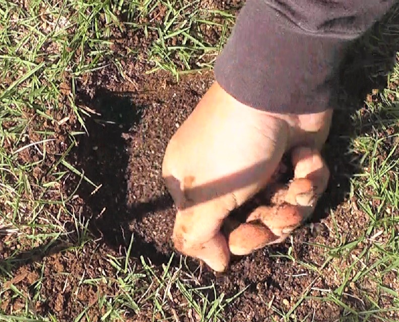 粘土質の床土を取り出した穴には新しい土をたっぷり入れて多少加圧します