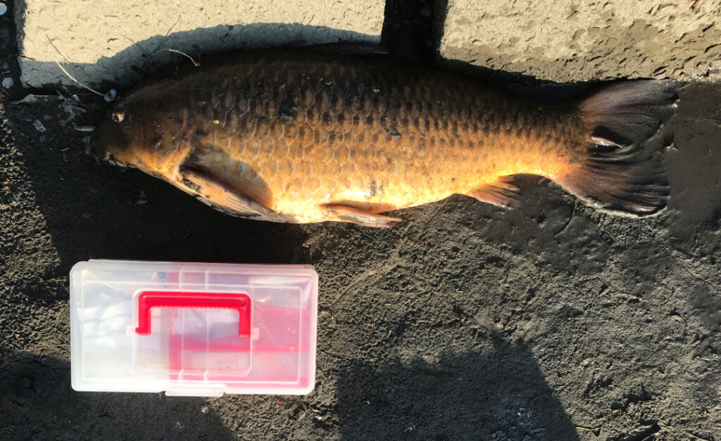昨年多摩川での吸い込み仕掛けで釣れたでっぷり太った鯉
