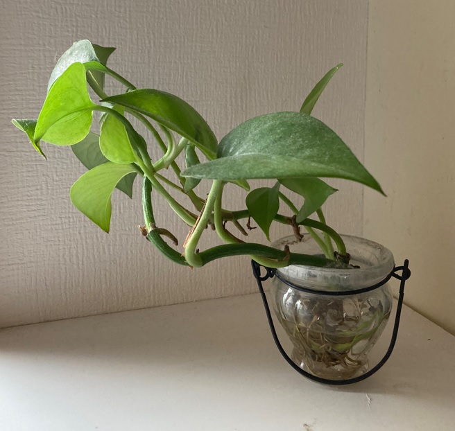 ガーデニング 水苔を内蔵した支柱を自作してポトスタワーを作る