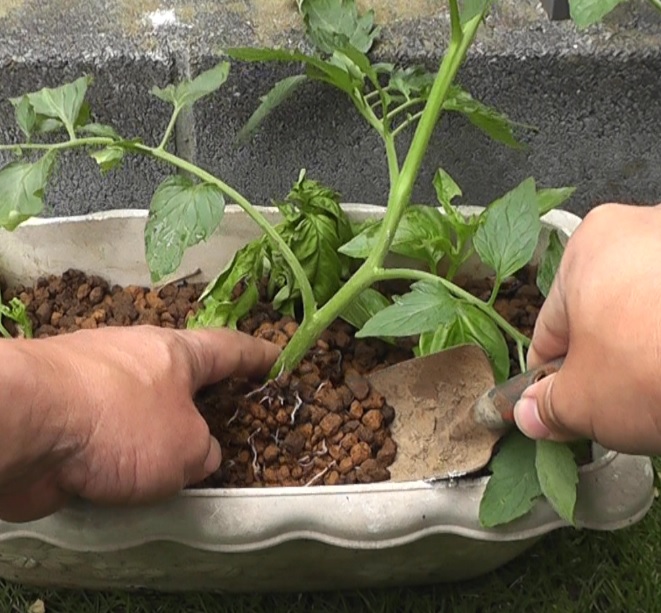 挿し木で発根させたトマトの根付きを確認して栽培箇所に植え付けます
