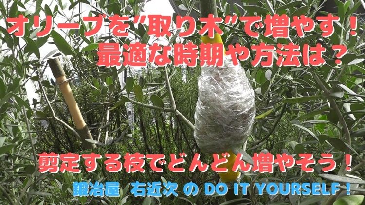 ガーデニング】オリーブを取り木で増やす－最適な時期や方法は？ | Do 