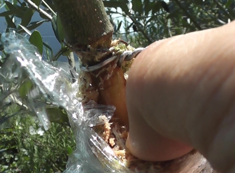 ガーデニング オリーブを取り木で増やす時期や方法は