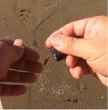 砂浜での投げ釣りに使用する餌-ジャリメ（石ゴカイ）やアオイソメの針付け方法