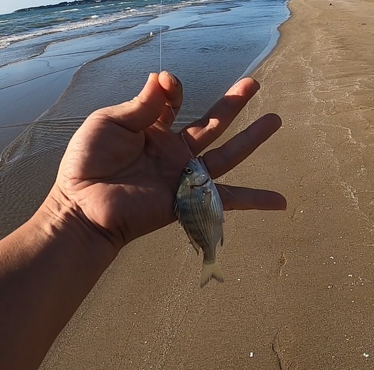 石川県千里浜海岸で釣れた黒鯛（クロダイ）の幼魚
