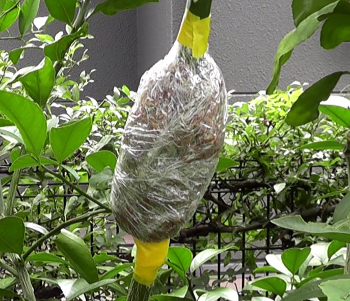 剪定するレモンの枝木に水苔を巻いてラップで包み、取り木するための発根を促す