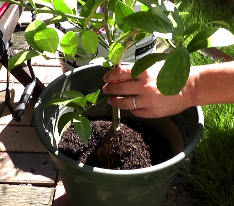 取り木して十分に発根したレモンの枝木を切断して植木鉢に植え付ける