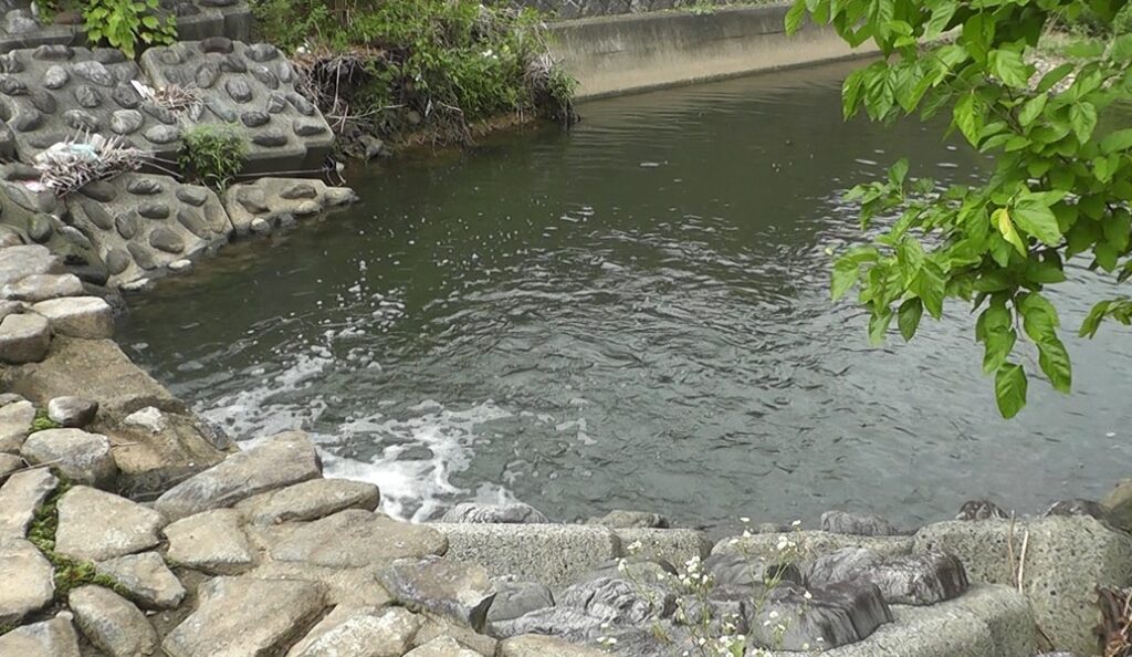多摩川水系谷地川の堰堤があって流れ込みになっている小物釣りポイント