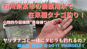 石川県の用水路で黄身練り餌での在来種ヤリタナゴ釣り