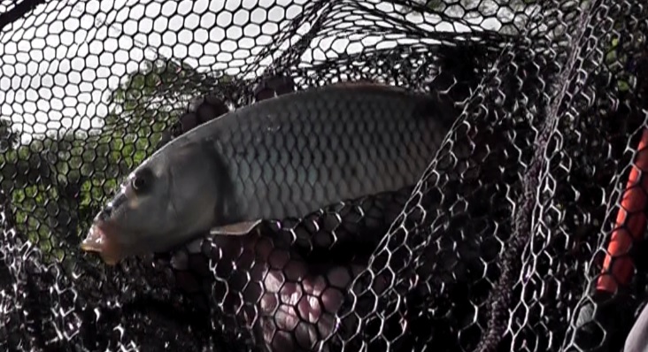 多摩川拝島橋上流のジャリ穴で釣れた20cm級の鯉はヒキがいまいち弱い