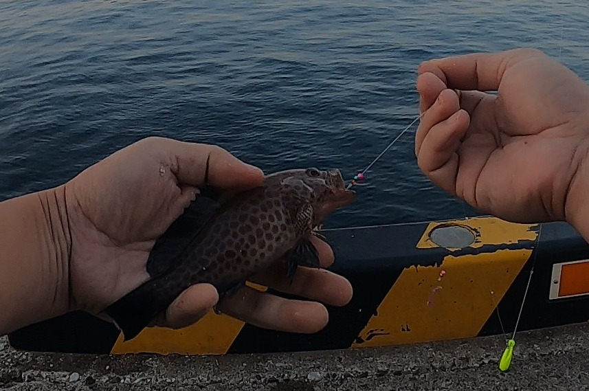 立ち入り禁止となった三浦半島三崎漁港の白灯堤防周辺で釣れたキジハタ