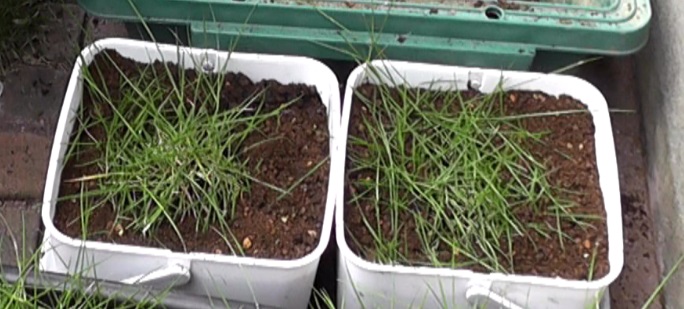 プランターで養殖した芝生を植え付けしやすいサイズの容器に植え替える