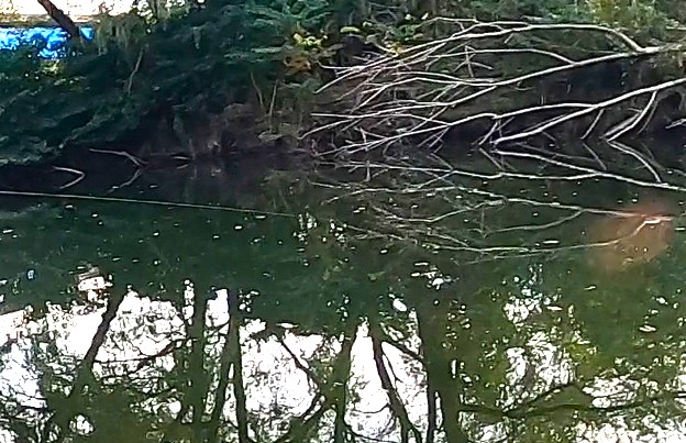 多摩川拝島橋上流のジャリ穴で吸い込み仕掛けでかけた鯉が根に潜って出て来ない
