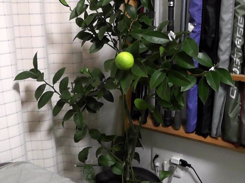 取り木したレモンの苗木を冬の間だけ室内で育成する