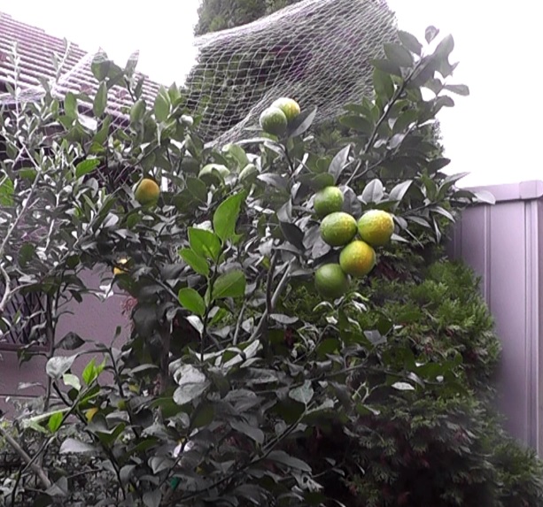 ガーデニングで人気の柑橘系の樹木の中で特に人気のあるレモンの木