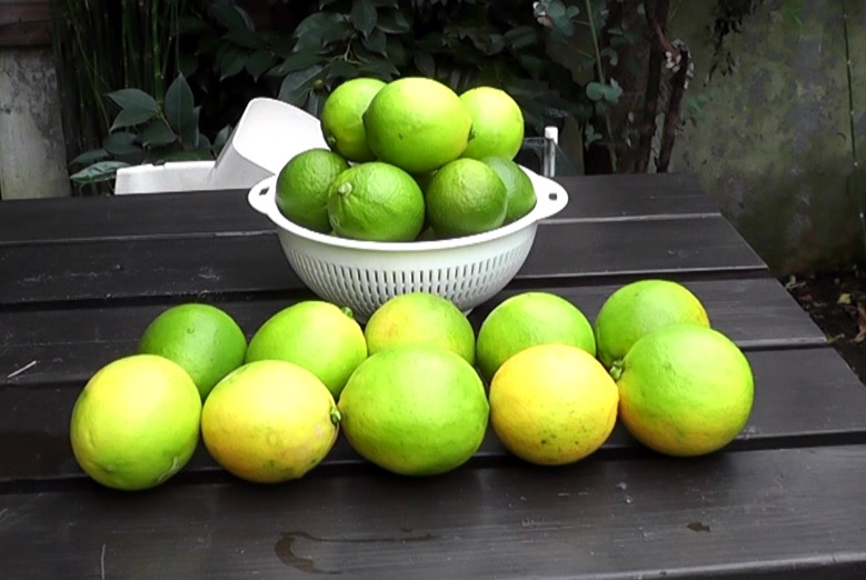 我が家のお庭で自家栽培された国産の無農薬レモン