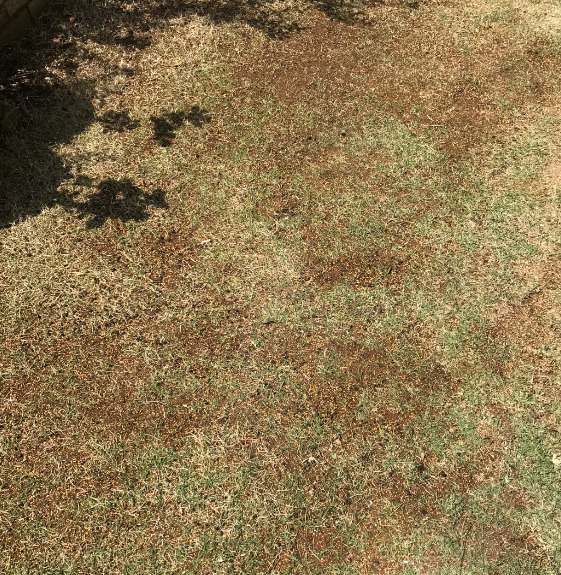 芝生の表面に均一にたっぷりと撒かれた目土