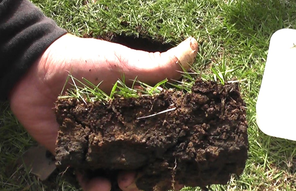 目土を入れて表層の根張りは改善したが床土の深層部までは根が張っていない芝生