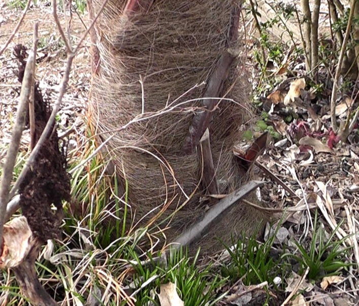 シュロの木は繊維質の表皮に覆われているのでチェーンソーで切断するとチェーンソーの刃が痛む