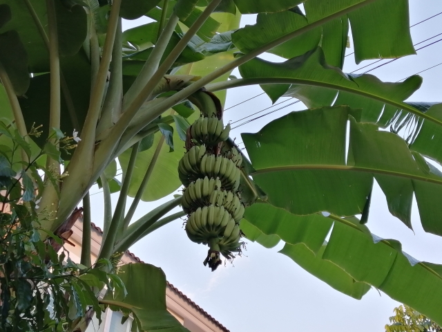 日本の本州での栽培に適したバナナの品種は耐寒性に優れたドワーフナムワ種などです