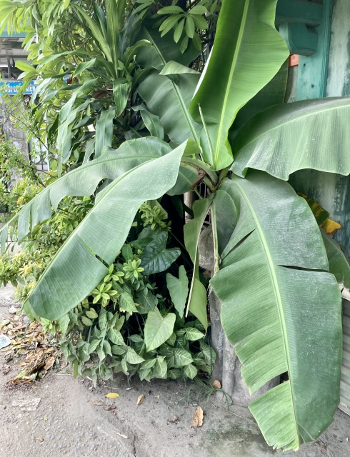 バナナは木ではなく多年草だが背丈が3m程に成長する