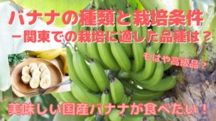 バナナの種類と栽培条件・栽培方法－耐寒性に優れた品種は？